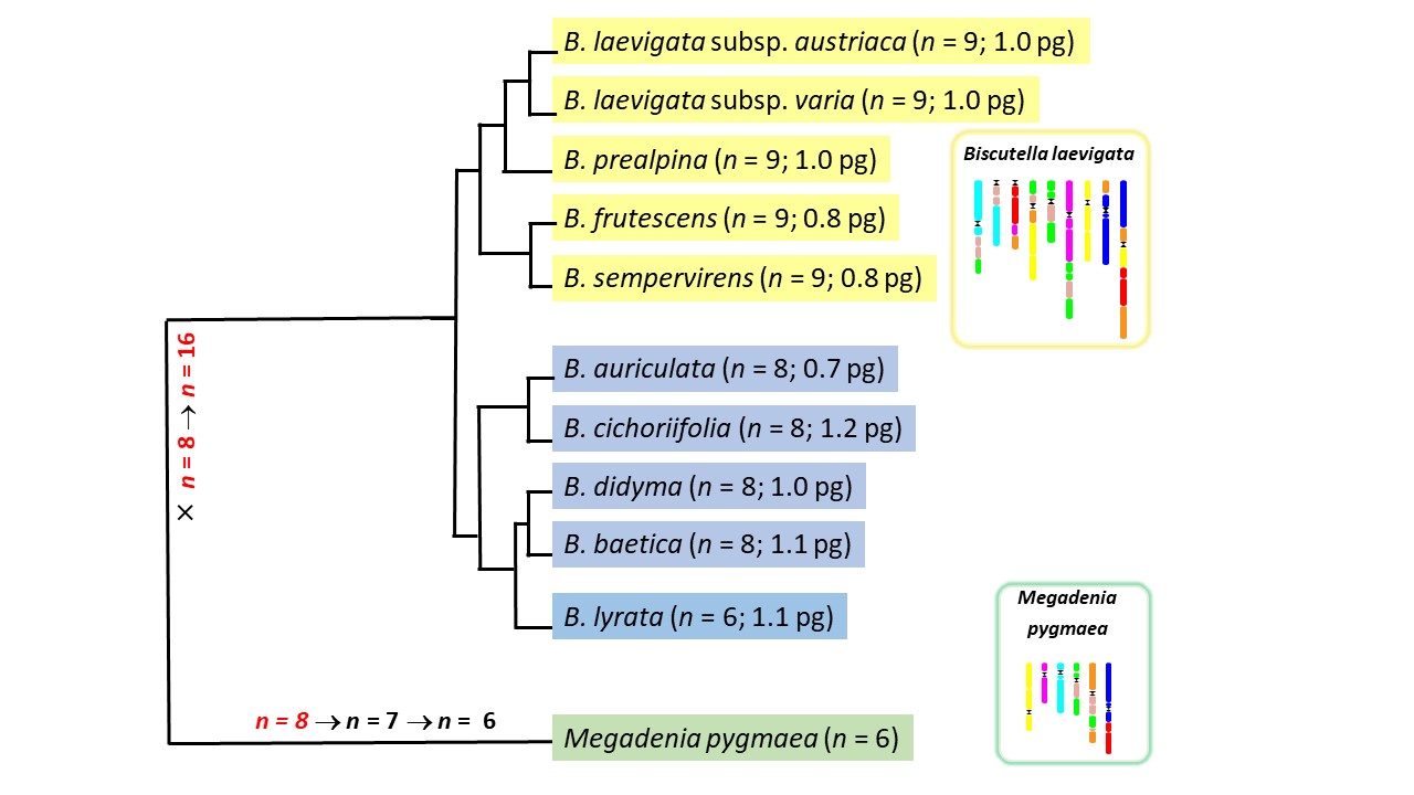 Chromosomal changes and evolutionary diversification