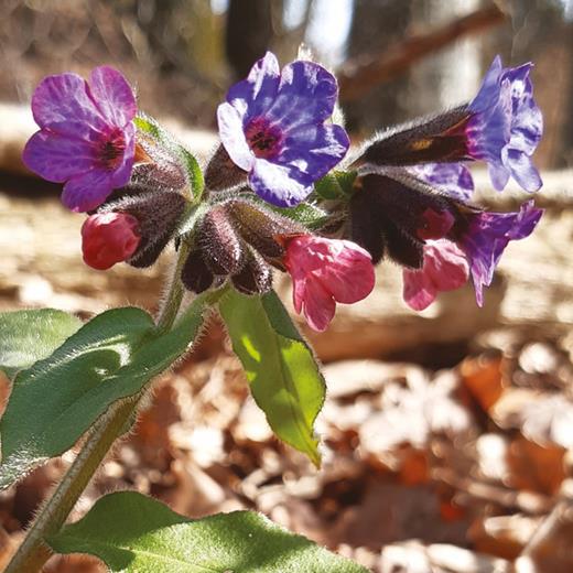 Evolution of the Arctic-Alpine flora