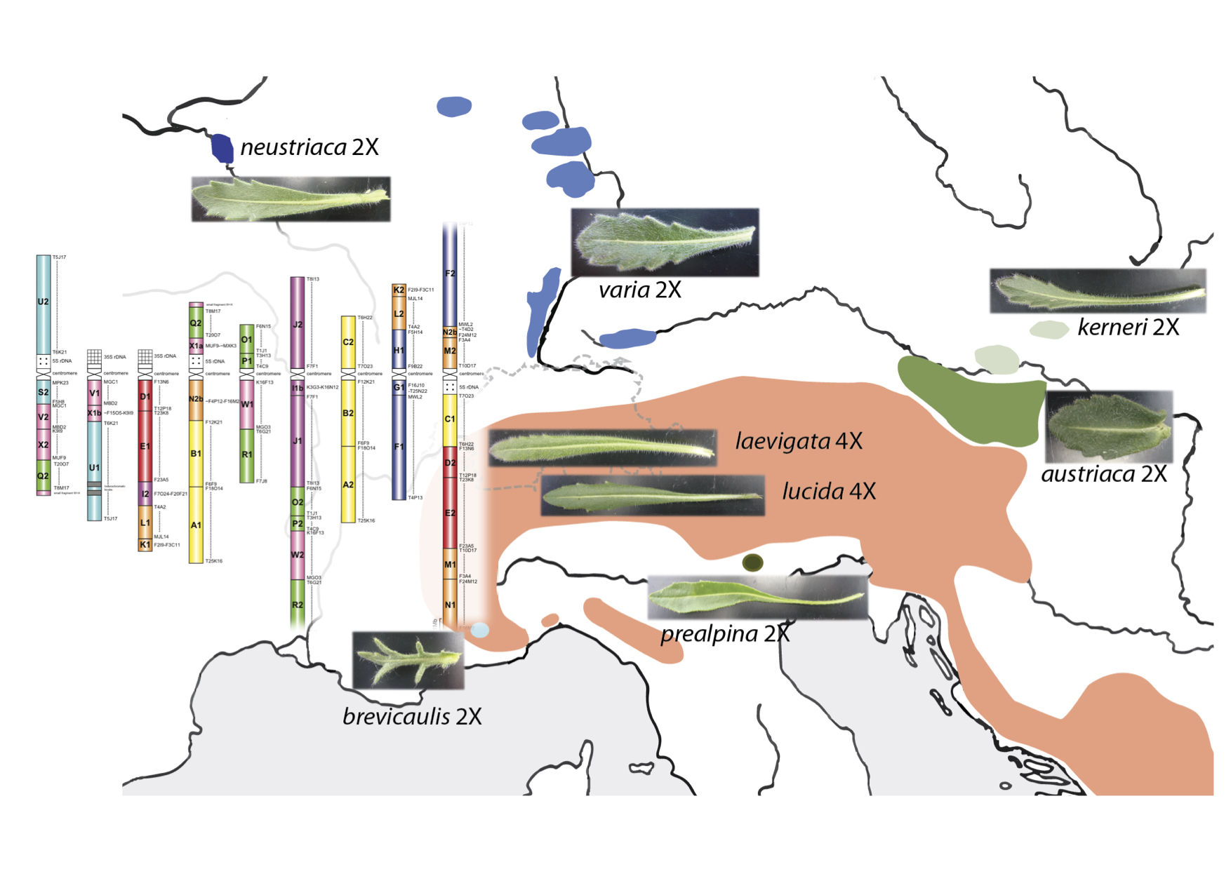 Ecological genomics of diploid and polyploid plants